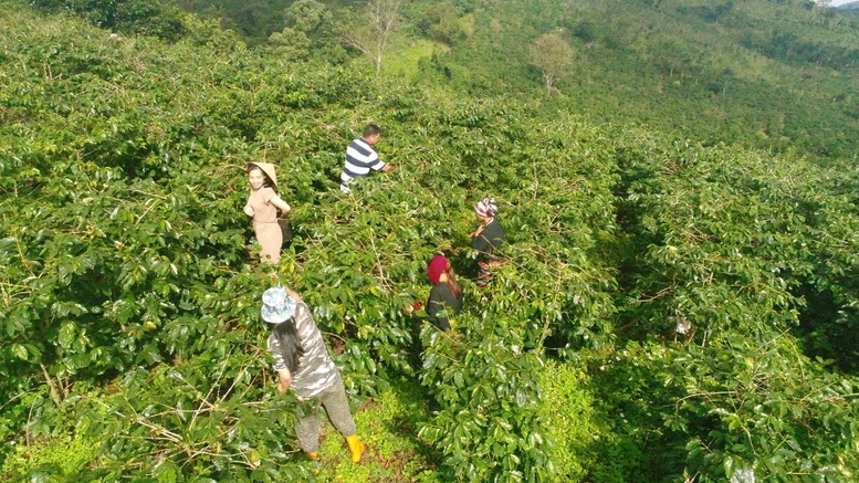 Khe Sanh không phải chỉ để trồng cà phê, mà để gieo một niềm tin rằng từ vùng đất lửa, chúng ta có thể làm nên những 'hạt vàng' mang hương vị Việt Nam ra thế giới
