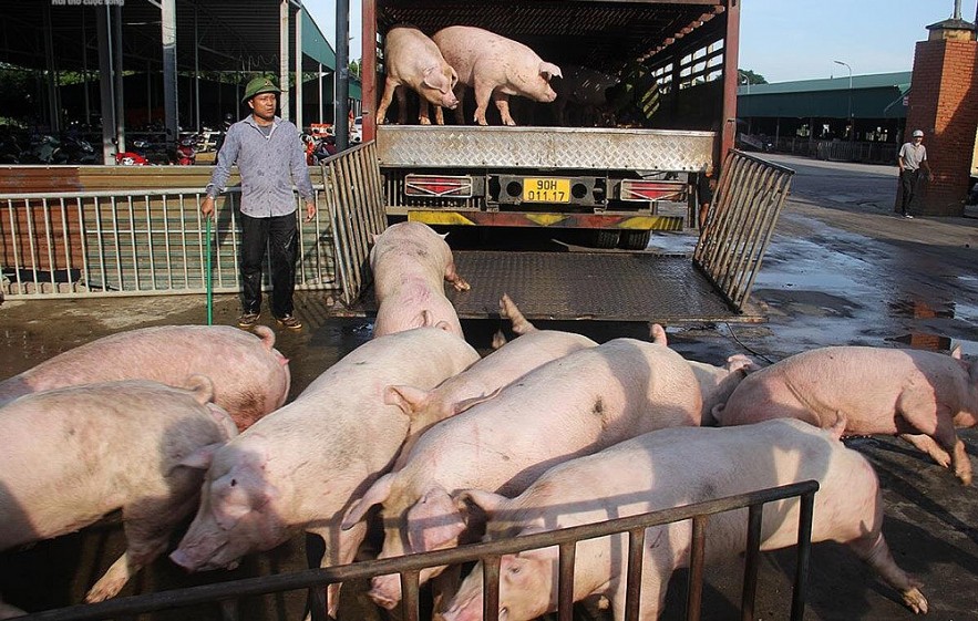 Giá heo hơi hôm nay 29/7: Thấp nhất 58.000 đồng/kg