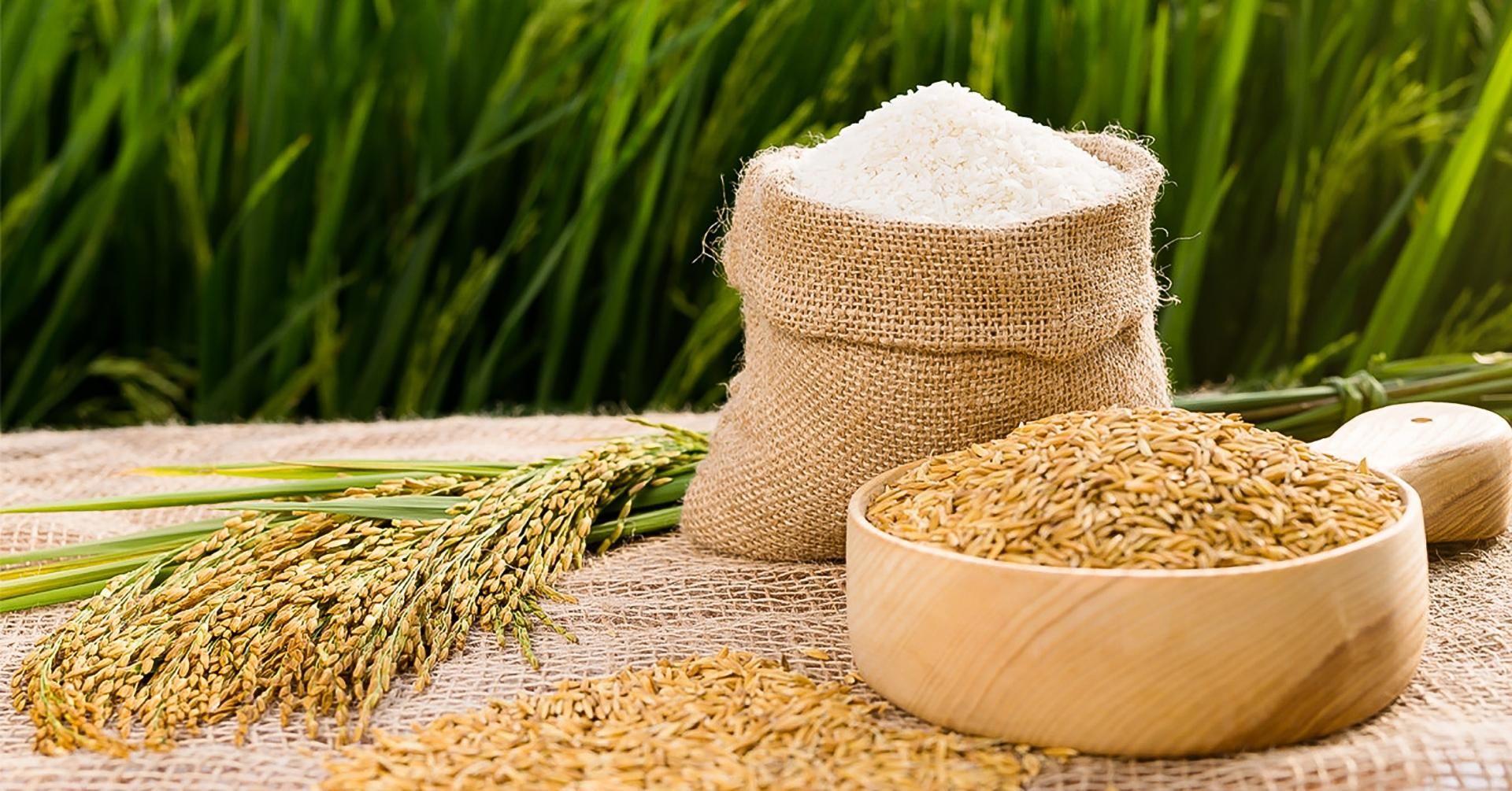 Giá lúa gạo hôm nay 2/8: Trong nước bình ổn, gạo nguyên liệu xuất khẩu tăng giảm trái chiều