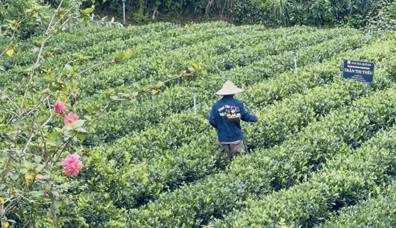 "Đệ nhất danh trà" Thái Nguyên trước thời cơ trở thành ngành hàng tỷ USD