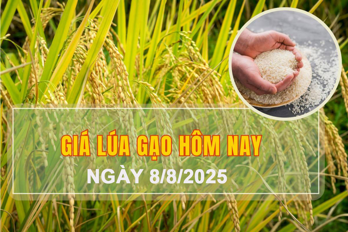Giá lúa gạo hôm nay 8/8: Giá lúa gạo trong nước ổn định, gạo xuất khẩu tiếp đà tăng