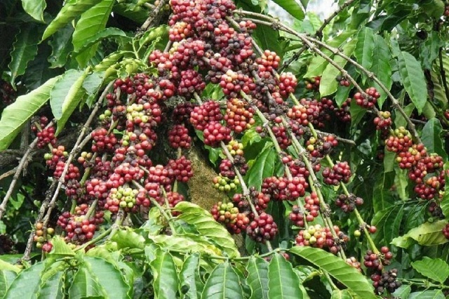 Giá cà phê hôm nay 13/8: Tăng mạnh 3.300 đồng/kg