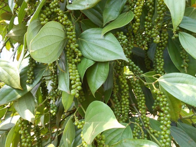 Giá tiêu hôm nay 13/8: Cao nhất 142.000 đồng/kg