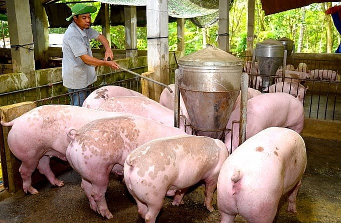 Giá heo hơi hôm nay 14/8: Cả ba miền cùng giảm