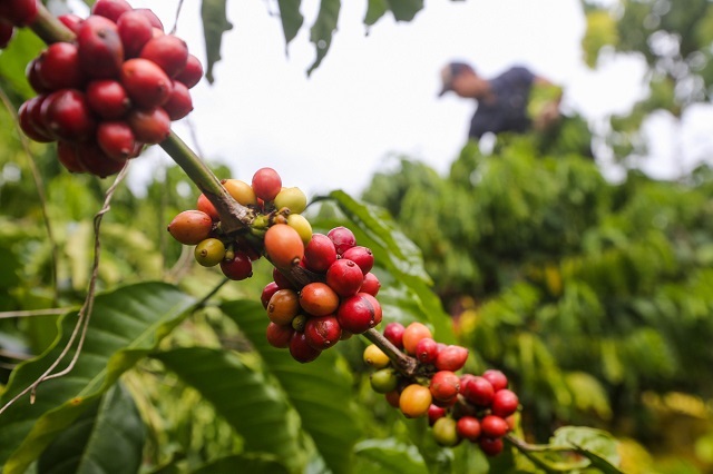 Giá cà phê hôm nay 15/8: Tăng mạnh hơn 3.000 đồng/kg