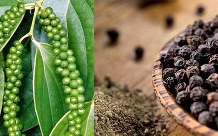 Giá tiêu hôm nay 19/8: Ổn định so với hôm qua
