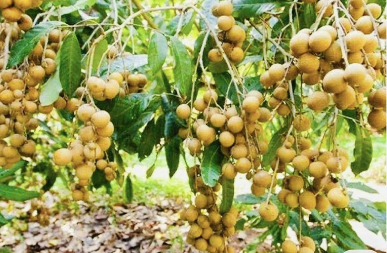Nhãn lồng Hưng Yên đã được cấp chỉ dẫn địa lý, nằm trong Top 50 trái cây nổi tiếng của Việt Nam - Ảnh: VGP/Đỗ Hương