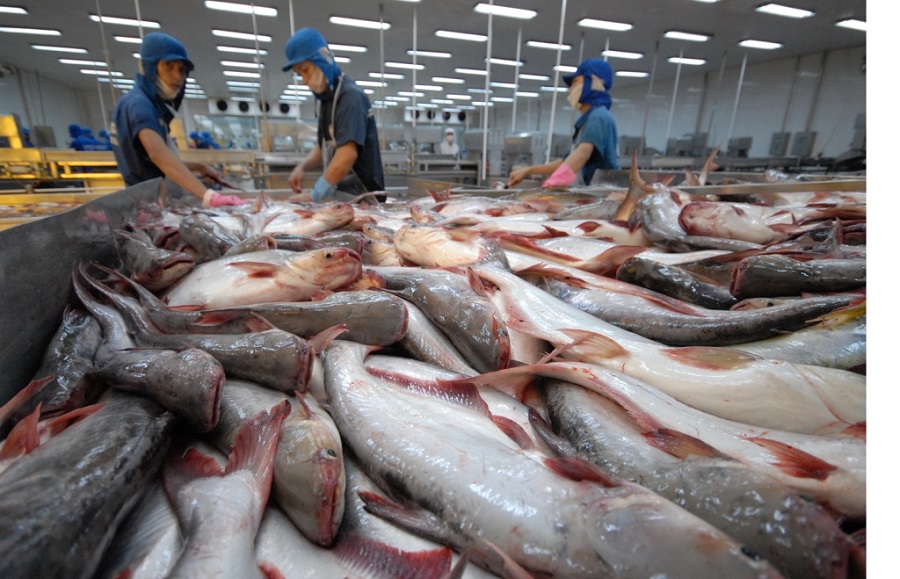 Xuất khẩu cá tra vượt 1,2 tỷ USD sau 7 tháng
