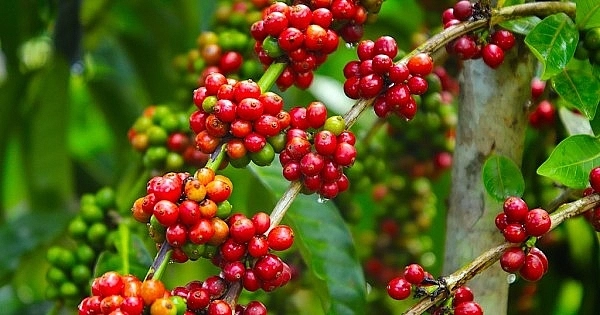 Giá cà phê hôm nay 26/8: Điều chỉnh giảm