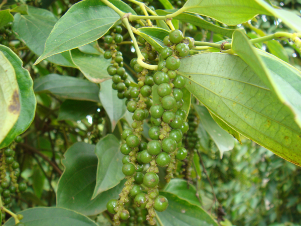 Giá tiêu hôm nay 27/8: Cao nhất 148,000 đồng/kg