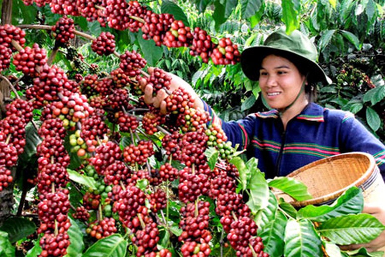 Cà phê thế giới khan hiếm, Việt Nam có phá vỡ kịch bản ‘được mùa mất giá’?