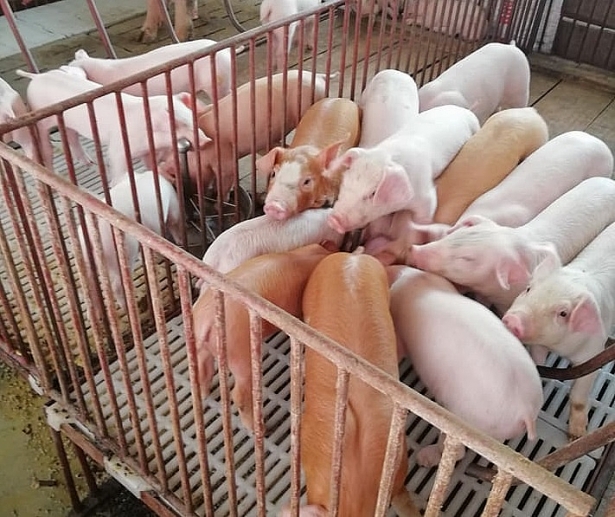 Giá heo hơi hôm nay 28/8: Tiếp tục giảm ở miền Trung và miền Nam