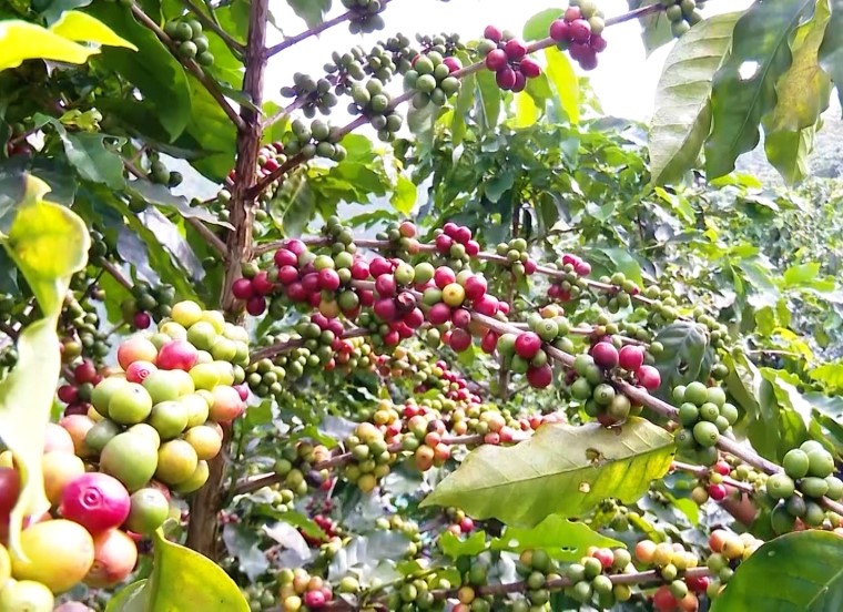 Giá cà phê hôm nay 4/9: Giảm sốc hơn 6,000 đồng/kg