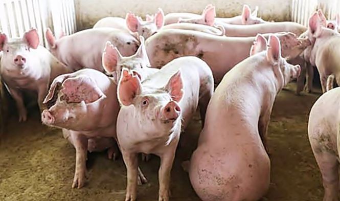 Giá heo hơi hôm nay 4/9: Tăng nhẹ tại miền Bắc