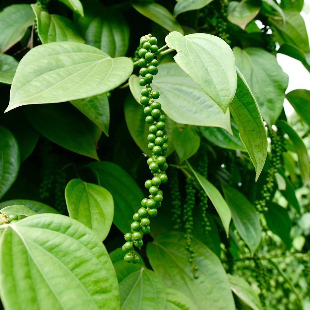 Giá tiêu hôm nay 4/9: Cao nhất 155,000 đồng/kg