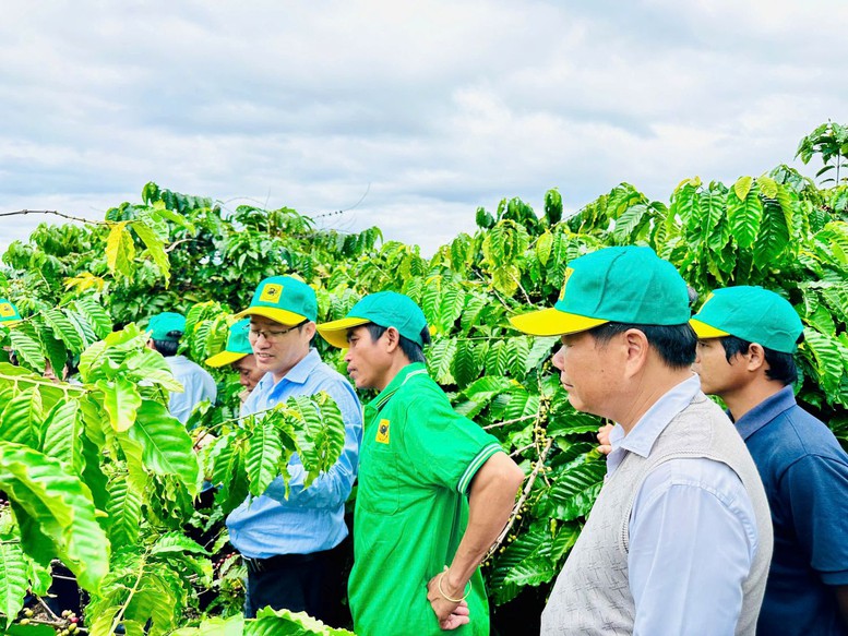 Chương trình canh tác cà phê thông minh luôn được điều chỉnh theo thực tiễn sản xuất cũng như nhu cầu của người sản xuất, nhằm đáp ứng các yêu cầu về sự bền vững, thích ứng với biến đổi khí hậu và thị trường - Ảnh: VGP/Lê Nguyễn