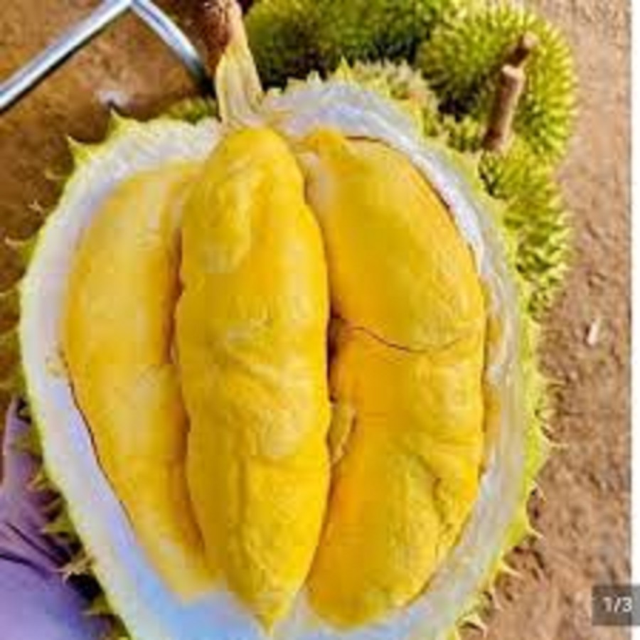 Giá sầu riêng hôm nay 6/10: Sầu Thái tăng