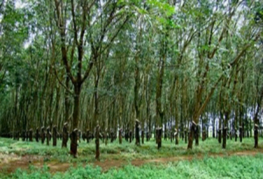 Giá cao su hôm nay 11/10: Tăng trên sàn SHFE