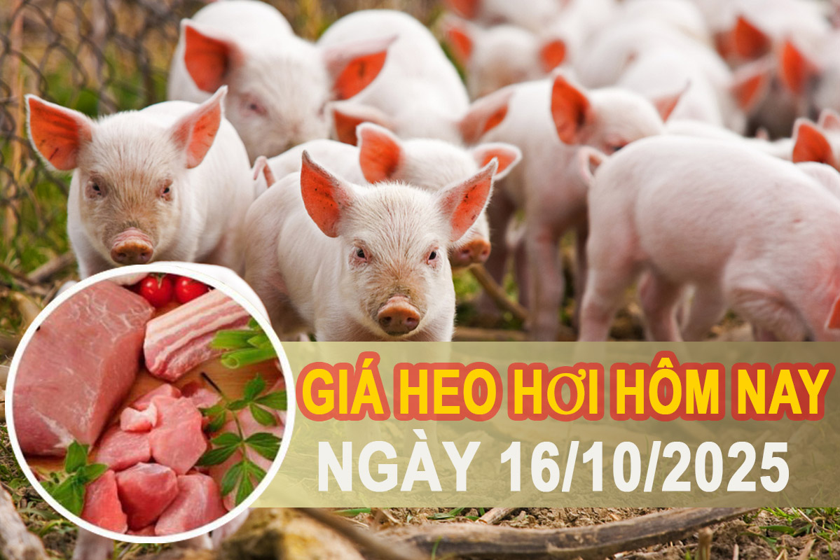 Giá heo hơi hôm nay ngày 16/10: Giảm nhẹ trên cả nước