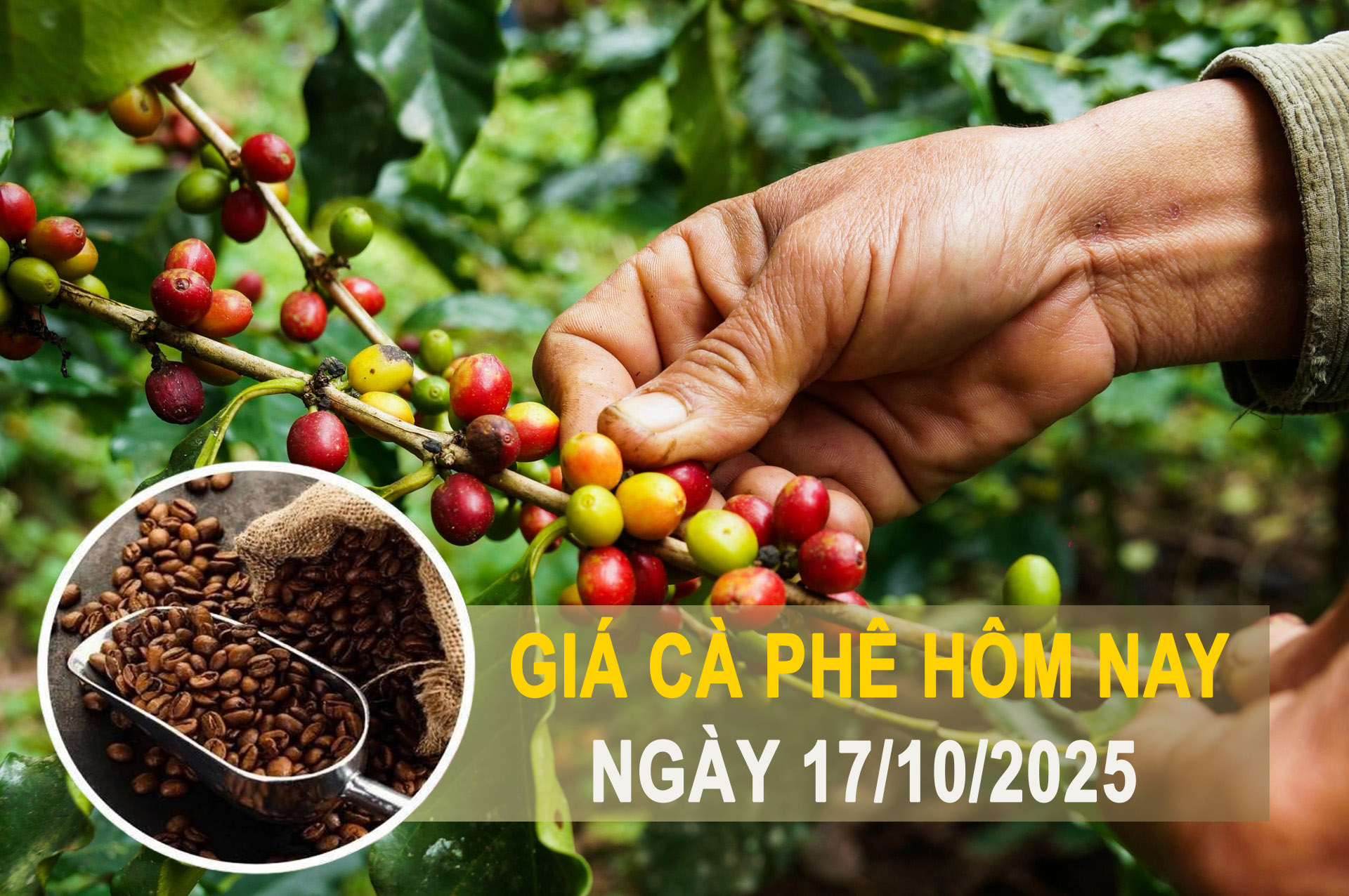 Giá cà phê hôm nay 17/10: Đảo chiều tăng 700 đồng/kg tại nhiều địa phương