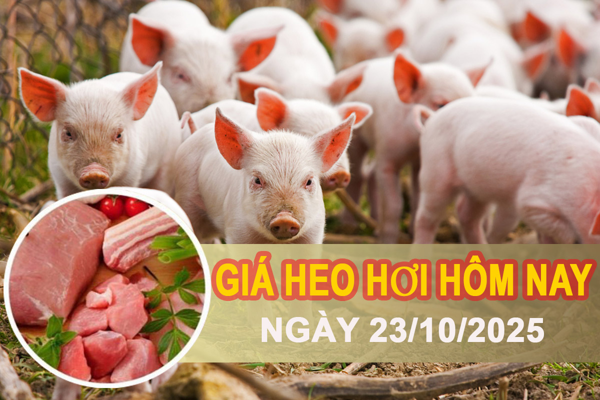 Giá heo hơi hôm nay 23/10: Xu hướng tăng tại miền Trung - Tây Nguyên và miền Nam