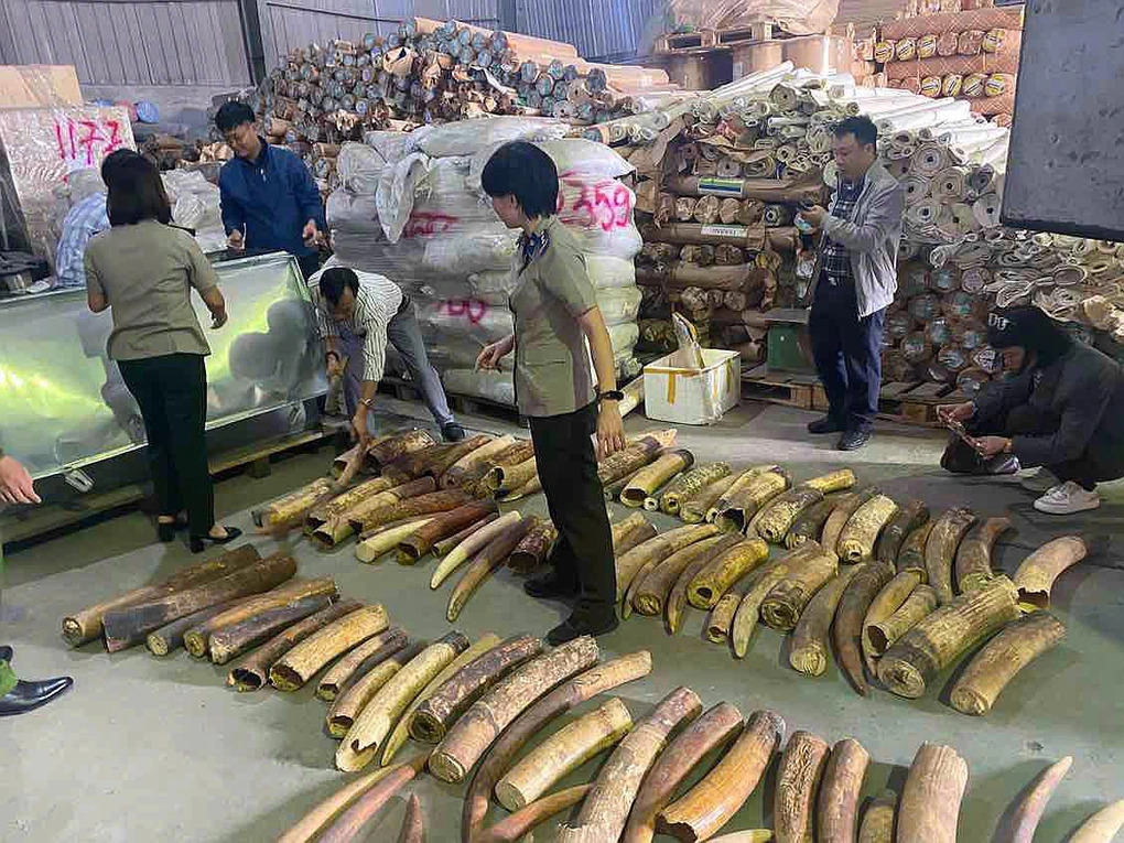 Tiêu hủy 615 kg ngà voi nhập lậu qua cảng Hải Phòng