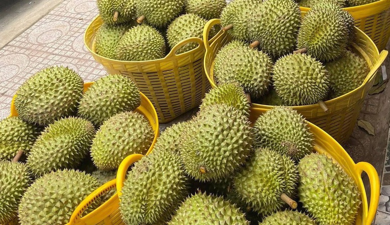 Nâng cao chất lượng kiểm nghiệm để phục vụ xuất khẩu sầu riêng