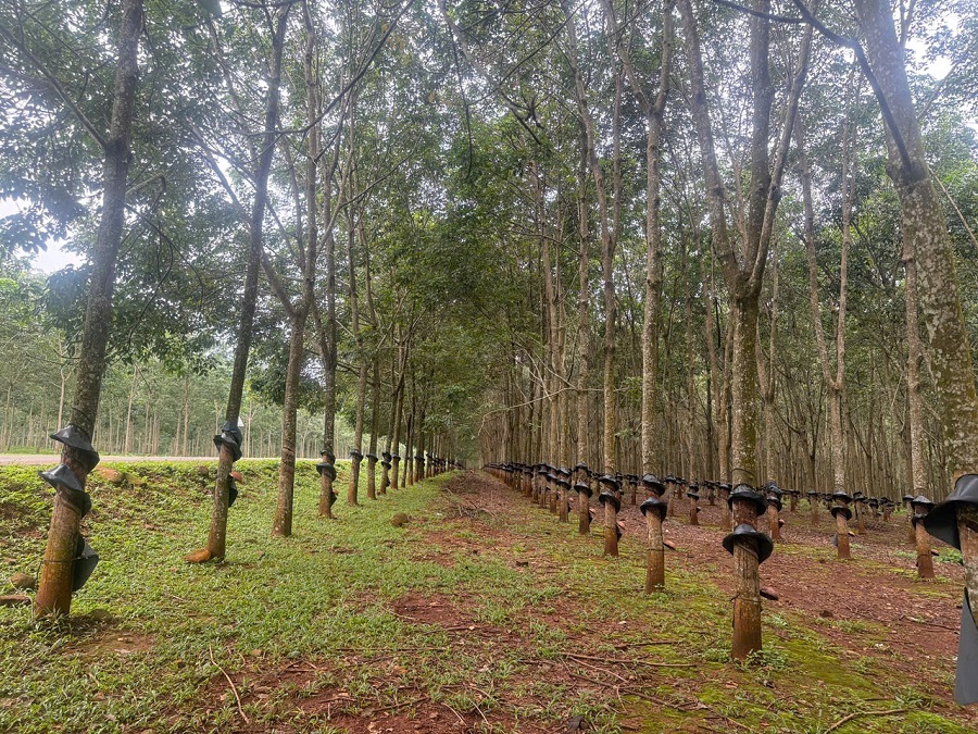 Giá cao su hôm nay 31/10: Biến động trái chiều trên các sàn giao dịch