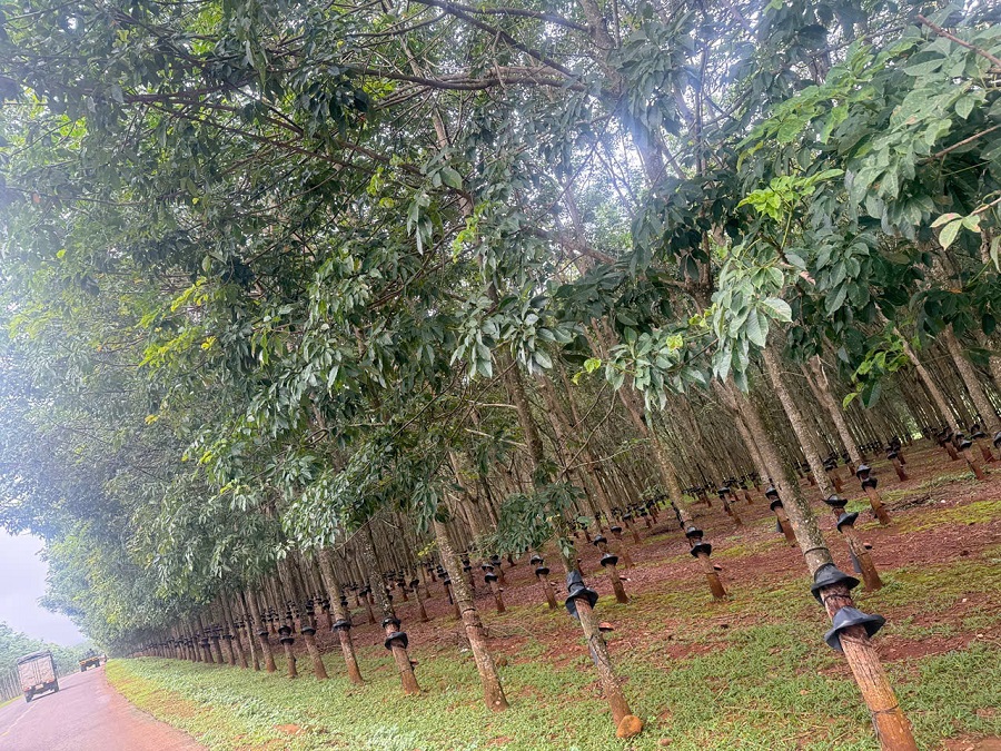 Giá cao su hôm nay 2/11: Kết thúc tuần giao dịch xu hướng giảm chiếm ưu thế