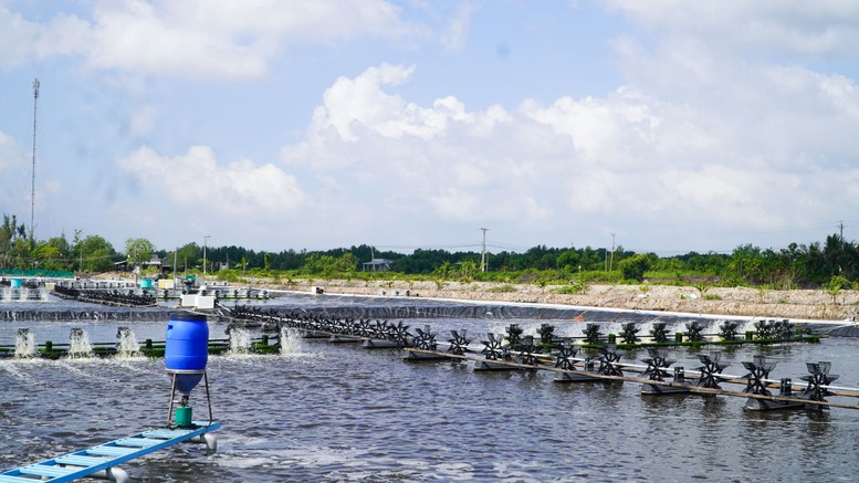 Mô hình tôm thẻ chân trắng siêu thâm canh tuần hoàn không xả thải đang mở ra một hướng đi đột phá giúp nông dân Cà Mau nuôi tôm bền vững, phát triển kinh tế - Ảnh: VGP/MT