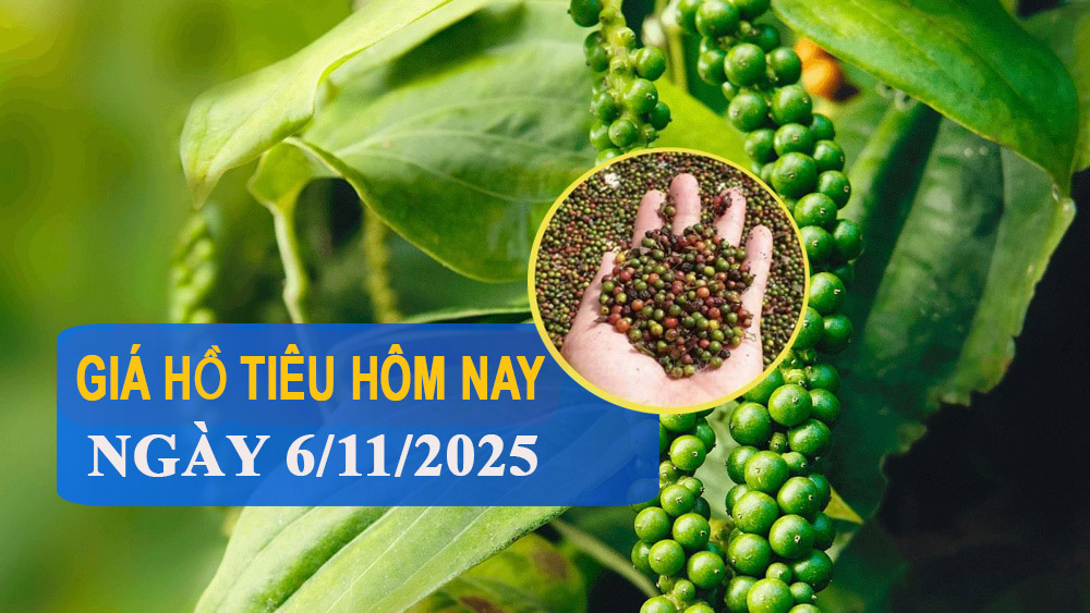 Giá tiêu hôm nay 6/11: Thị trường lặng sóng, giá tiêu xuất khẩu giảm mạnh