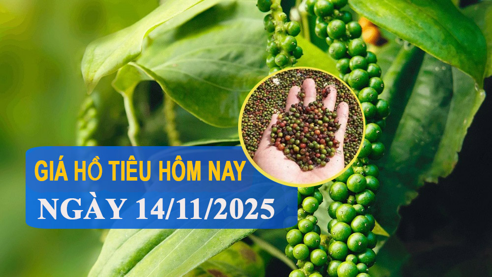 Giá tiêu hôm nay 14/11: Thị trường hồ tiêu lao dốc, giảm ở các vùng trọng điểm