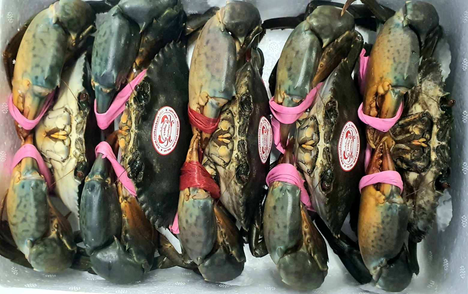 Khai mạc Ngày hội Cua Cà Mau lần thứ II