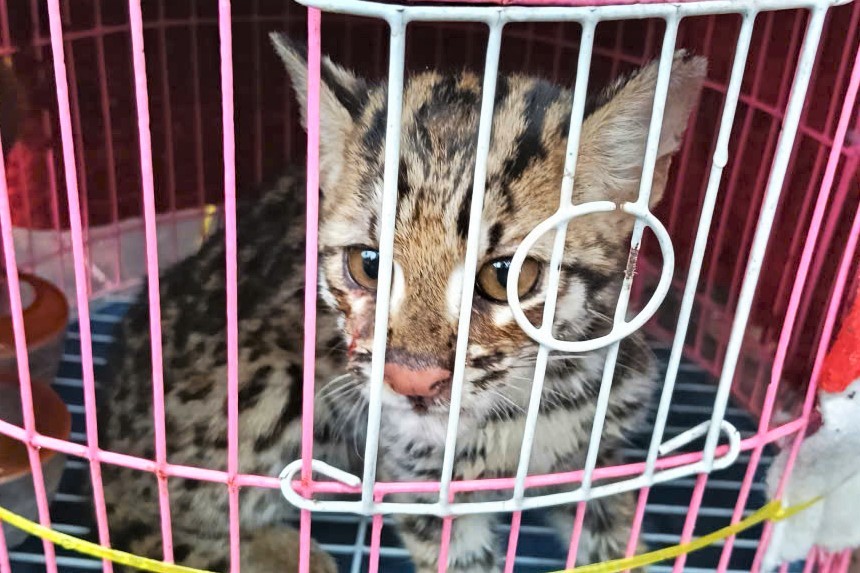 Người đàn ông ở Lâm Đồng cứu sống mèo báo gấm quý hiếm