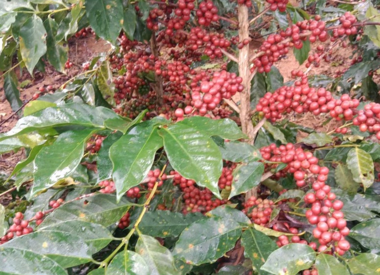 Tương lai cho cà phê chất lượng cao sau tái canh