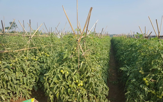 Sở NN&MT sẽ giải quyết thủ tục hành chính lĩnh vực trồng trọt