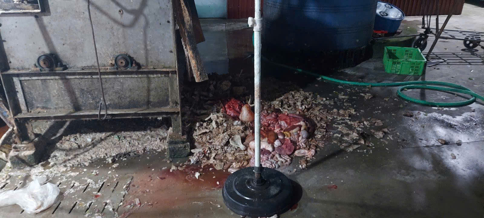 Khu vực trại lợn với phế phẩm vương vãi, mất vệ sinh khi lực lượng chức năng kiểm tra. (Ảnh: tổng hợp)