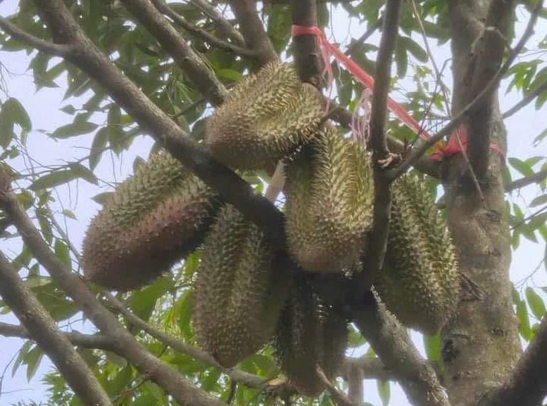 Sản xuất chất lượng đi đôi với minh bạch thị trường sầu riêng