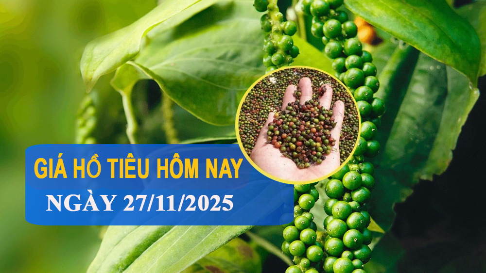 Giá tiêu hôm nay 27/11: Tăng mạnh từ 1.000 đến 2.000 đồng/kg