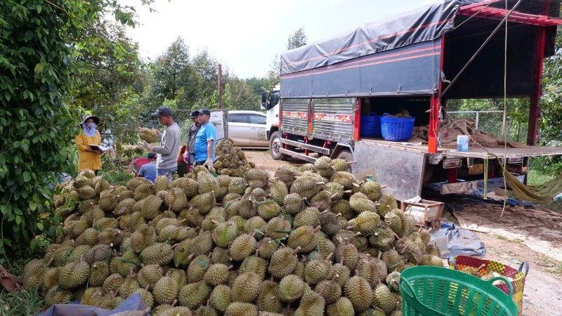 Kim ngạch xuất khẩu rau quả đạt hơn 7,8 tỷ USD trong 11 tháng năm 2025