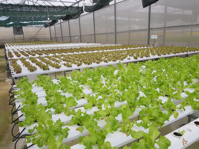 Truy xuất, minh bạch nguồn gốc sản xuất nông sản góp phần bảo đảm an toàn thực phẩm.

Ảnh: VGP/Thiện Tâm