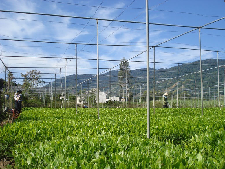 Ngành nông nghiệp vực dậy sản xuất sau thiên tai