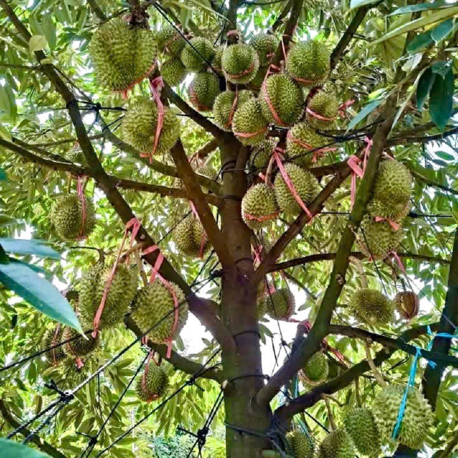 Giá sầu riêng hôm nay 8/12: Thị trường giảm