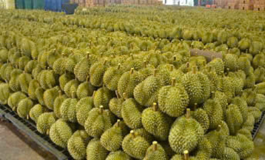 Giá sầu riêng hôm nay 12/12: Thị trường giảm