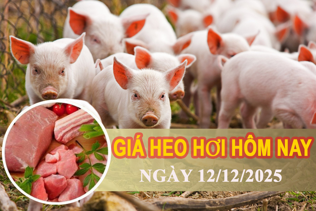 Giá heo hơi hôm nay 12/12: Tăng mạnh trên cả ba miền, chạm mức 62.000 đồng/kg
