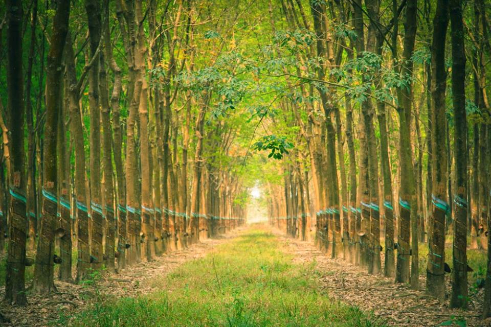 Giá cao su hôm nay 13/12: Tăng trên sàn SGX