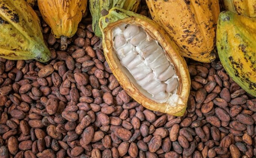 Chỉ số MXV-Index xuống mức thấp nhất trong vòng gần một tháng