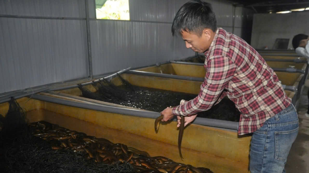 Mô hình nuôi lươn không bùn