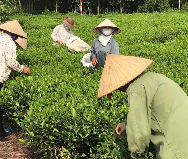 HTX Nông lâm nghiệp Bắc Sơn: Nâng tầm chè địa phương bằng chuỗi giá trị bền vững