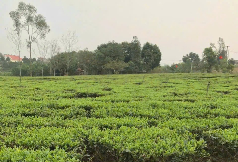 V&ugrave;ng trồng ch&egrave; của HTX N&ocirc;ng l&acirc;m nghiệp Bắc Sơn. Ảnh: VGP/Thiện T&acirc;m